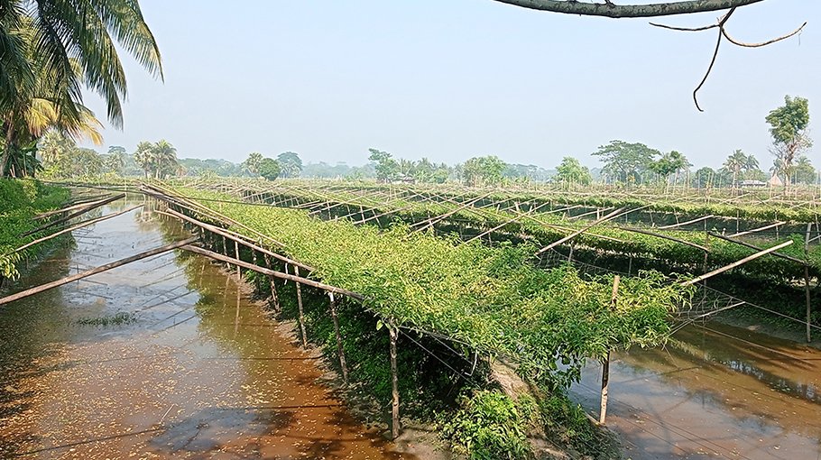 Bumper tomato output delights Bagerhat farmers