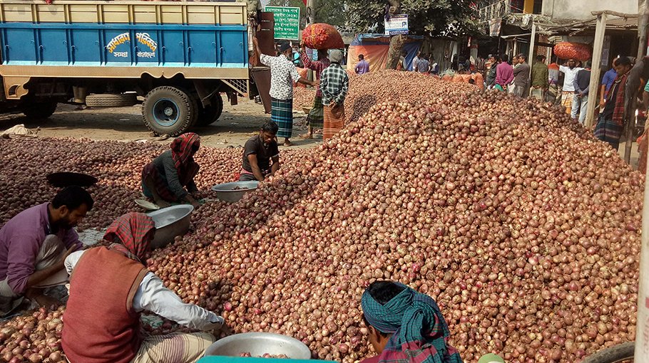 Onion harvest starts in Pabna, farmers expect ‘good price’