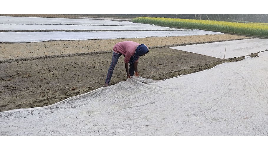 Farmers protecting Boro seedlings from fog by using plastic sheets