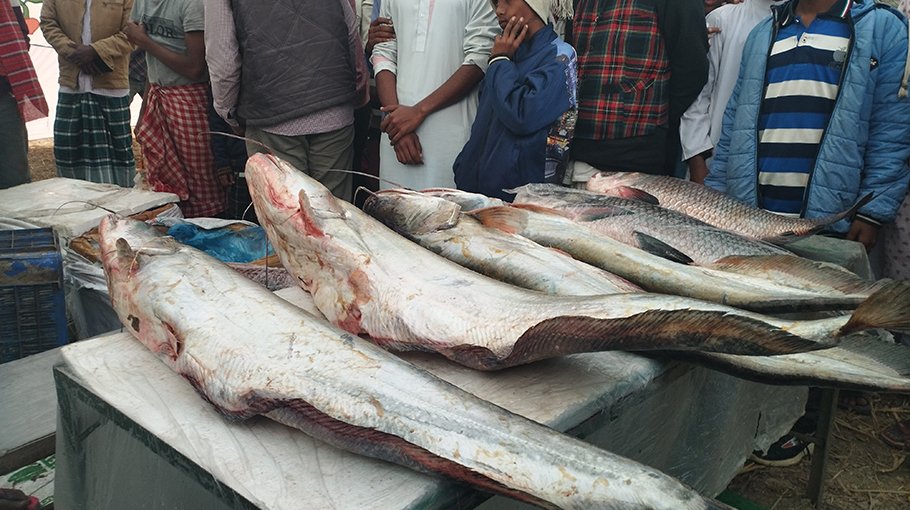 Traditional fish markets look like fish fair in Moulvibazar 