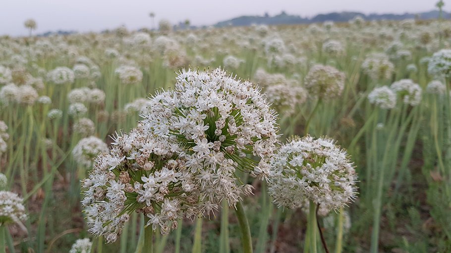 Jhenaidah onion farmers demand action against fake seed sellers