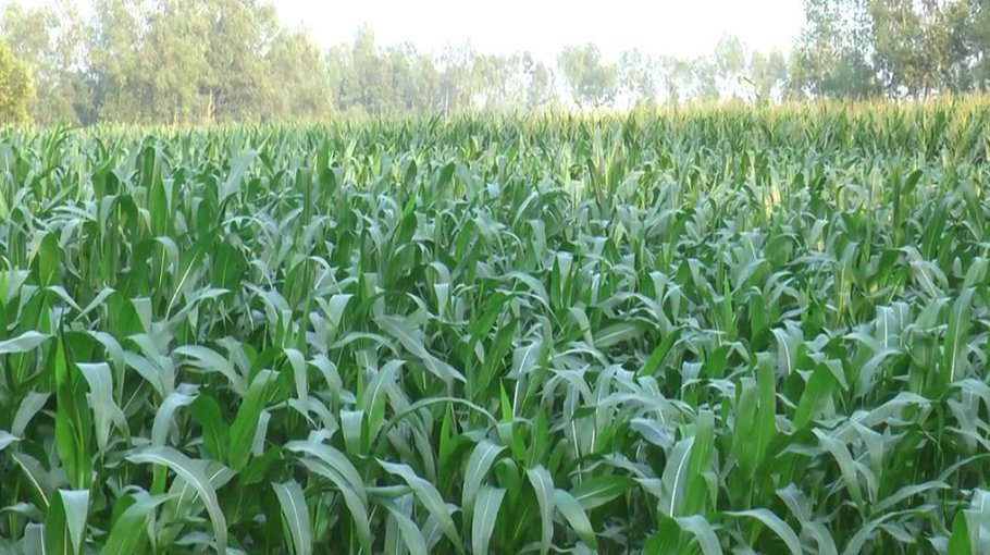 Farmers await bumper maize yield in Tangail