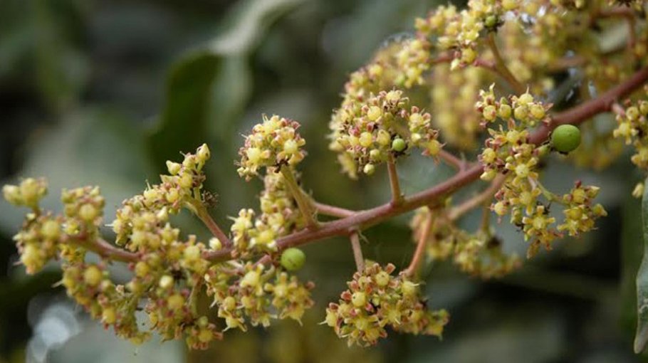 Mango trees start blossoming in Rajshahi 