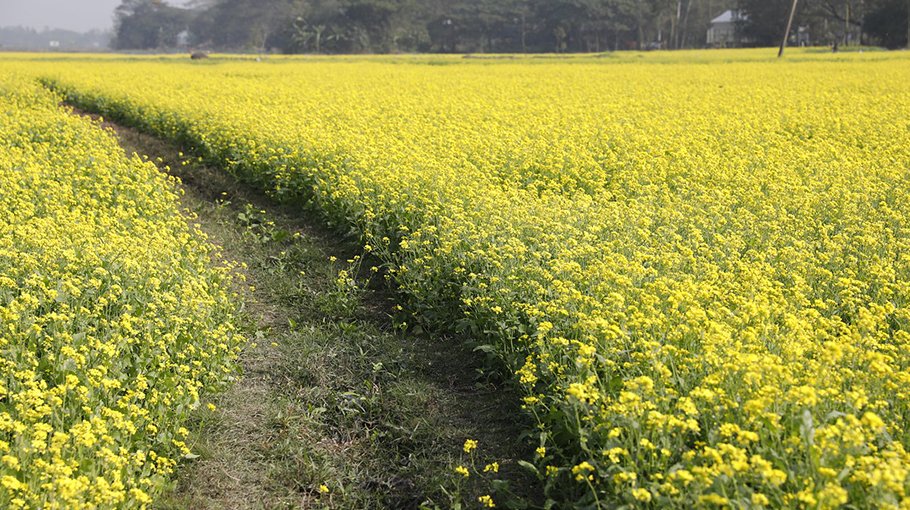 Mustard output exceeds target in Jashore