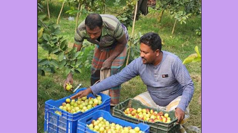 Jujube of Bagha being exported to Italy