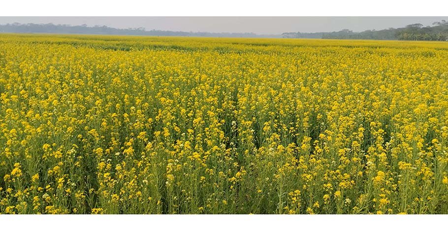 Mustard cultivation exceeds target in Bagerhat, farmers eye high return