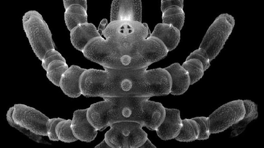 Sea spiders can regrow body parts, not just  limbs: Study