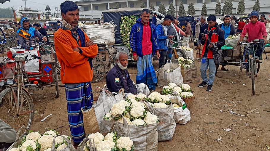 Cauliflower price plummets in Bogura, farmers fear loss