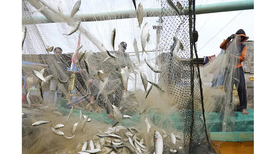 Corruption endangers world’s shrinking fisheries