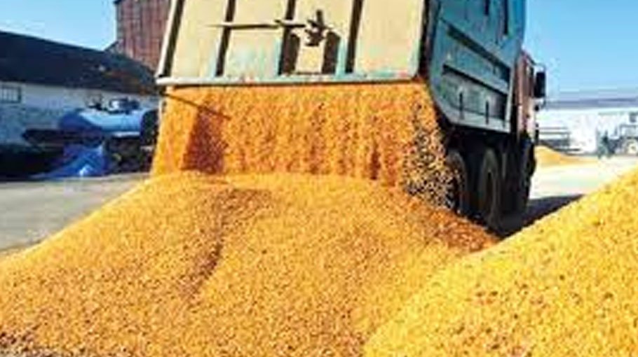 Brazil expects over 310m tonnes of grain output in 2022-2023