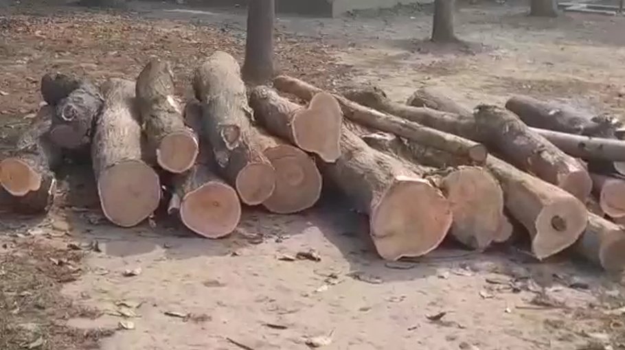 Tress felled in Dinajpur flouting rules