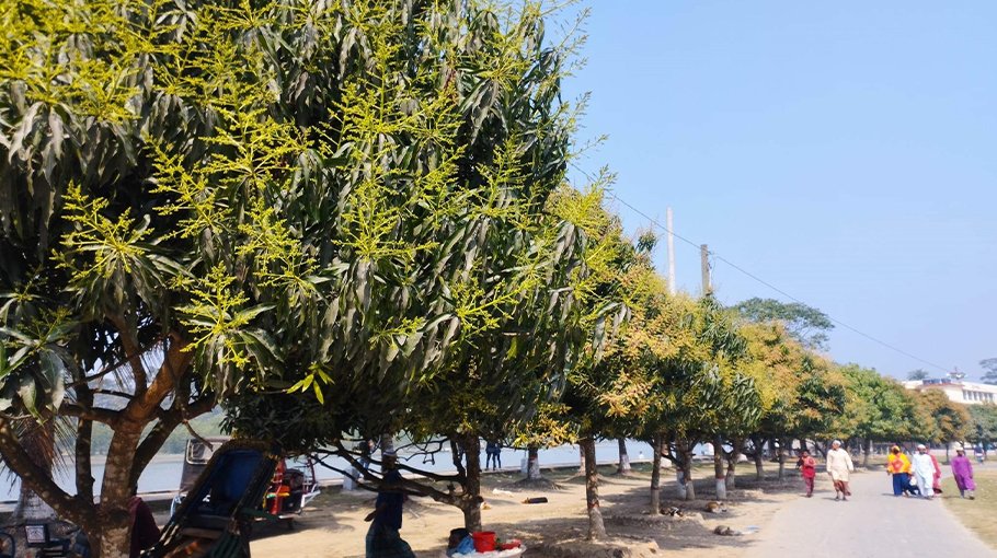 Mango trees in full bloom in Patuakhali, good output likely