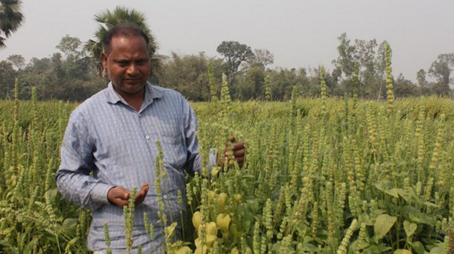 Versatile Chia Seed being grown successfully in Naogoan