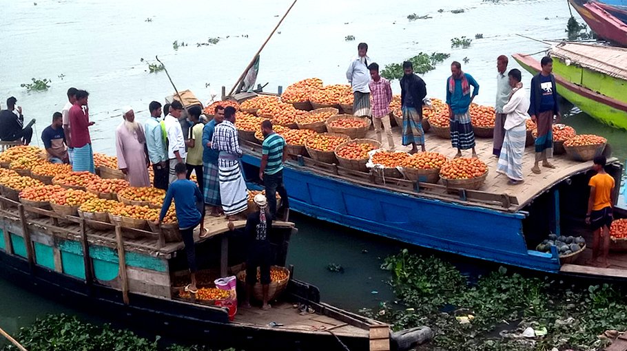 Bumper tomato output in Nabinagar, farmers busy harvesting
