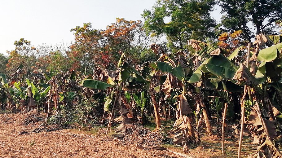 Farmers of Tangail lean towards banana farming, bumper output likely