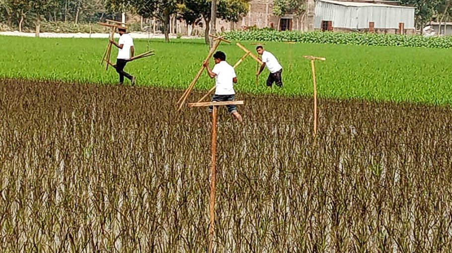 Jhenaidah farmers set perches in rice fields 