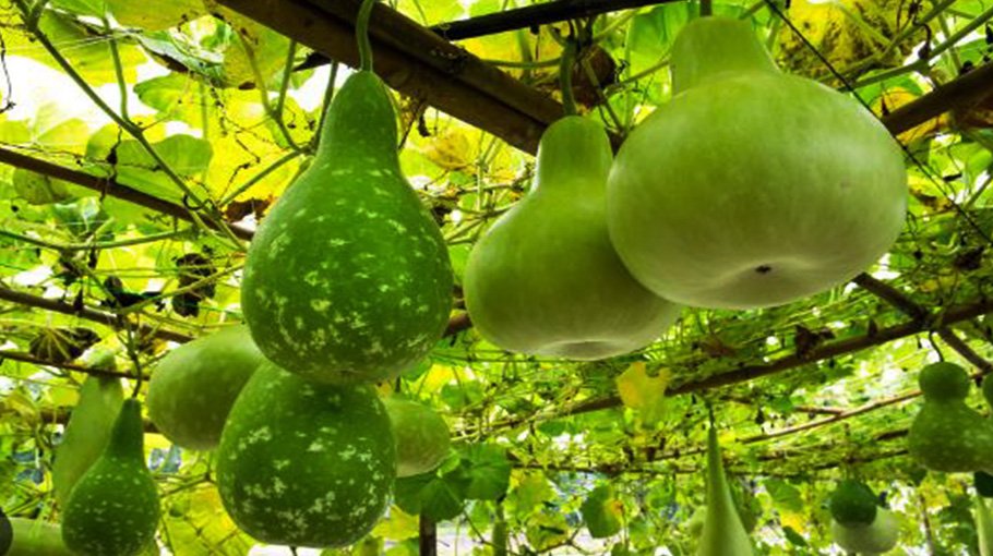 Gourd farming gains popularity in Chuadanga, bumper output likely