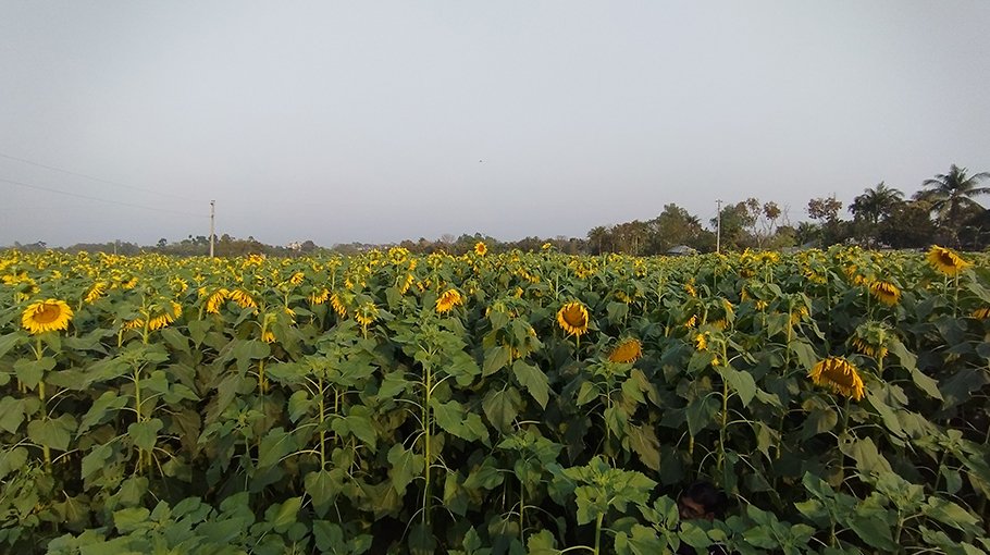 Sunflower farming gains popularity in Pabna, farmers hope for good price