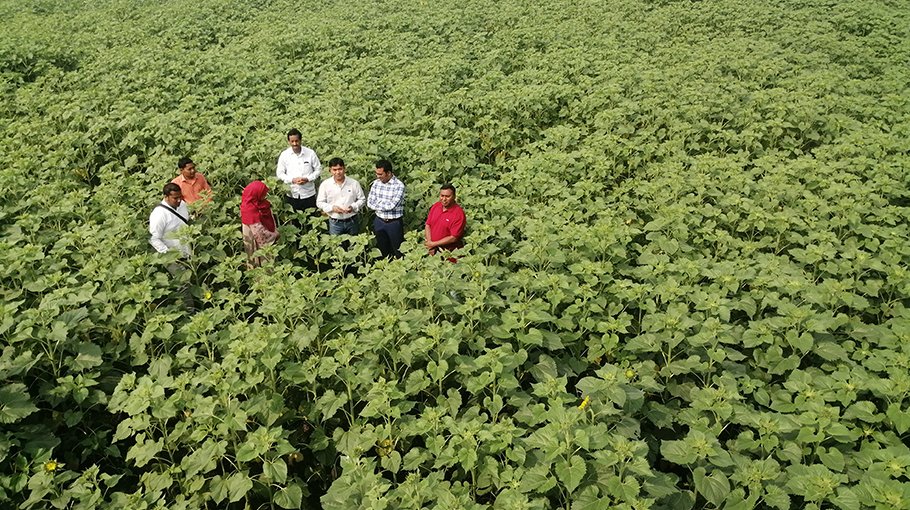 Sunflower farming on abandoned land in Tangail creates example