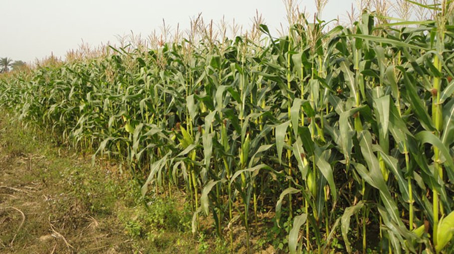 Bumper maize output likely in Chuadanga, farmers hope for fair price