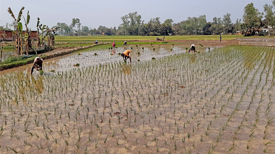 Hybrid paddy farming increase in Bogura, farmers expect bumper output
