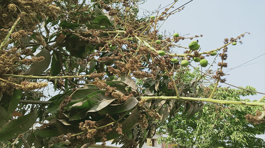 Huge mango buds sprout in Jhenaidah, farmers expect bumper yield