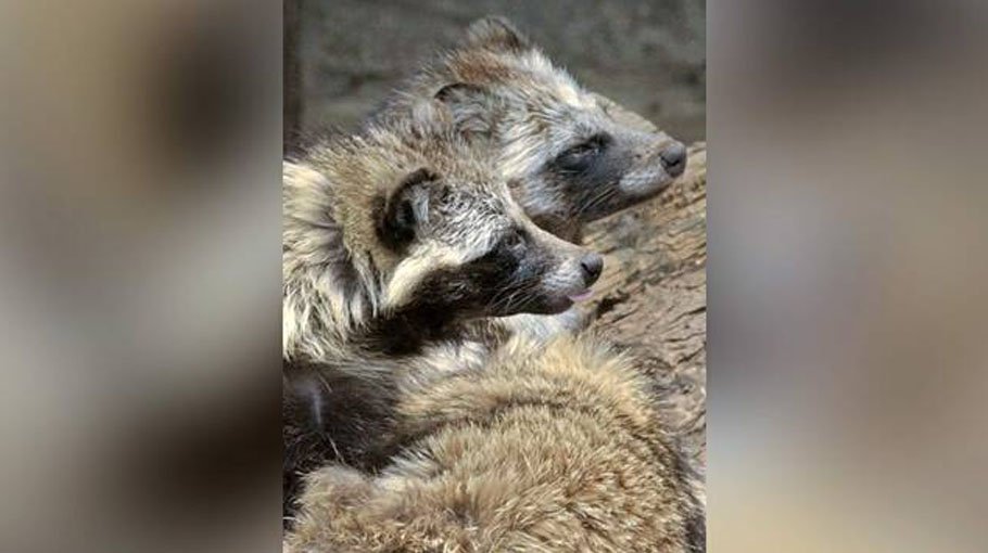 New data suggest pandemic linked   to animals