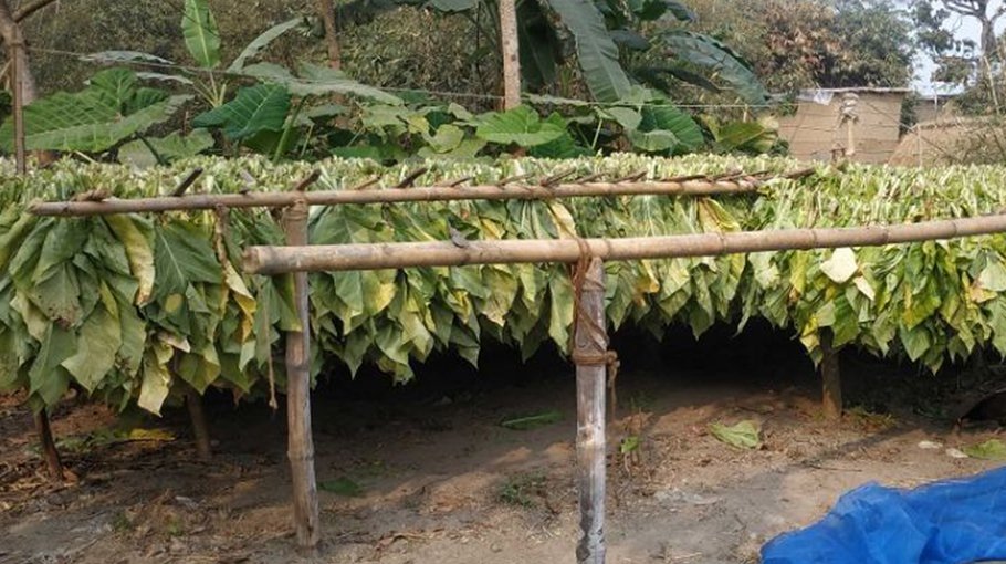 Chuadanga farmers farming tobacco with companies’ support