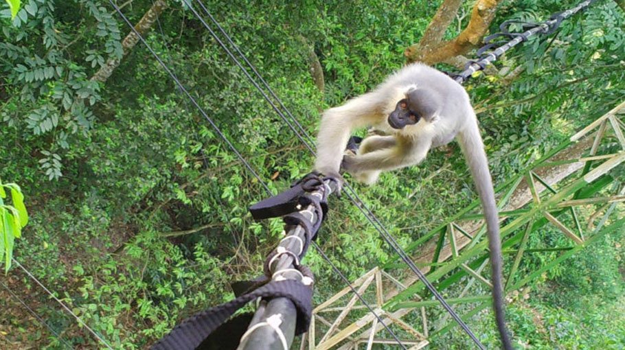 Roads, high voltage  power cables put  wildlife at risk 