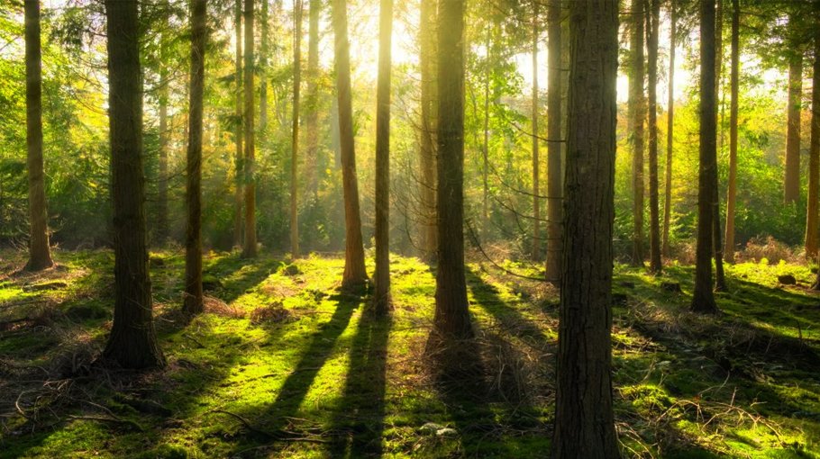 Noakhali observes Int’l Day of Forests