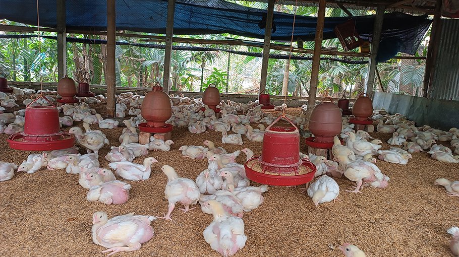 Chicken prices skyrocket  in Kishoreganj