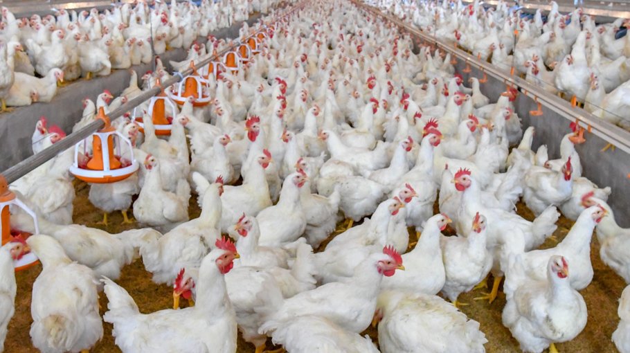 Poultry farms pledge to trim Chicken price 