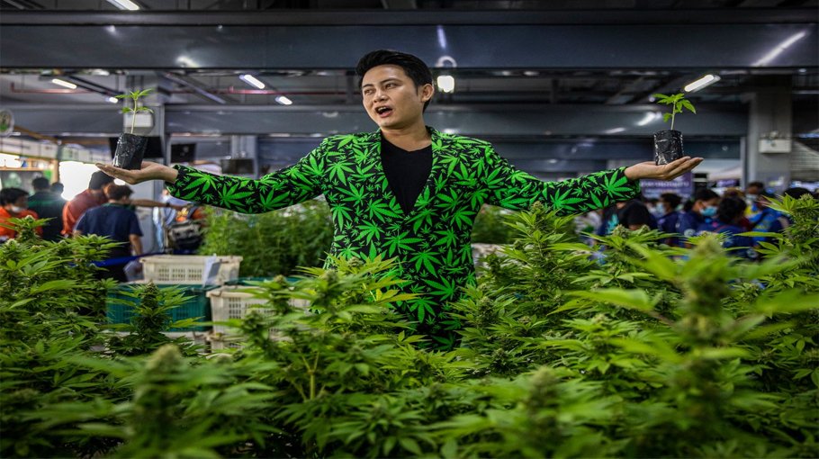 Thailand’s cannabis  policy experiment