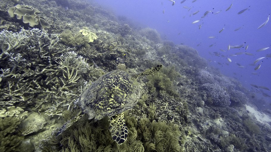 UN body mulls deep sea mining amid demand