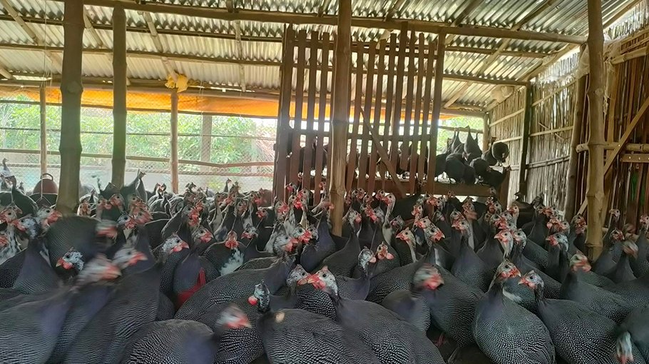 Titir rearing becomes  popular in Chuadanga