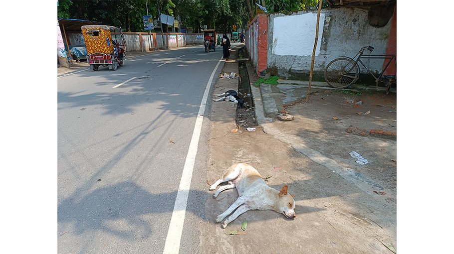 Stray dogs become menace in Kishoreganj, risk of rabies soars