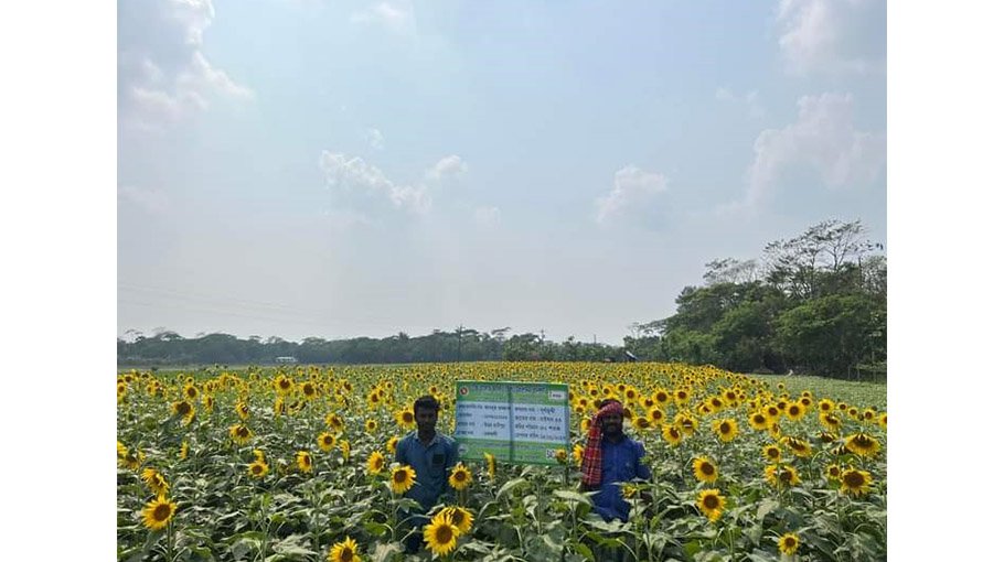 Bumper sunflower output likely in Patuakhali