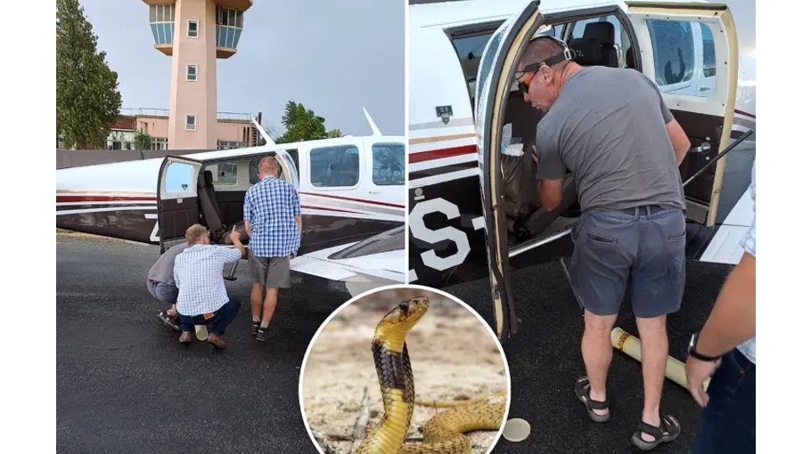 S African pilot lands plane with poisonous cobra  on his back