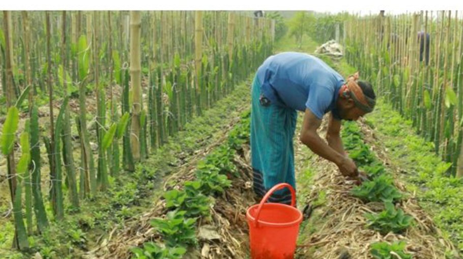 Strawberry cultivation cheers   Jhenaidah farmers 