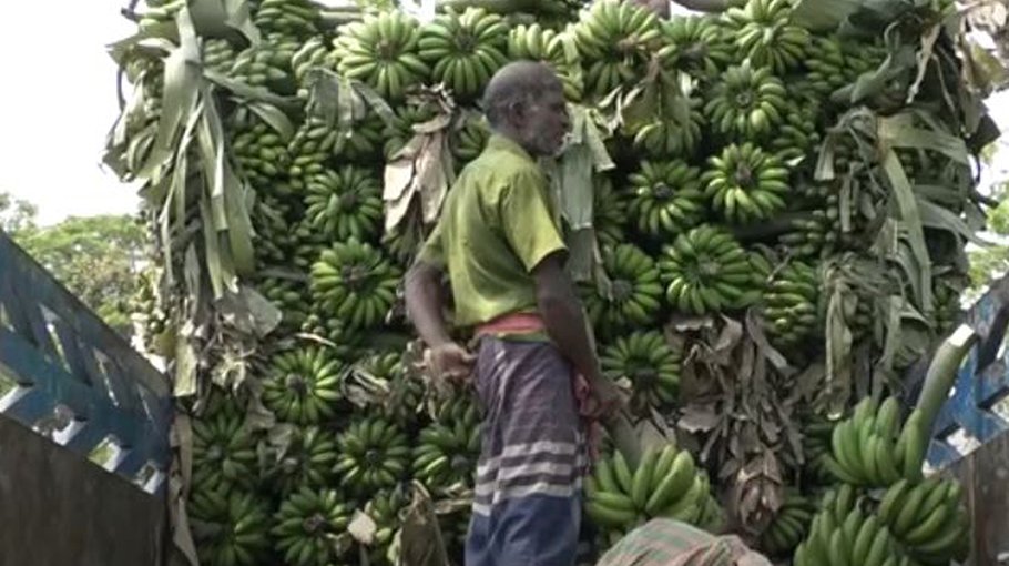 Banana sale soars in Chuadanga markets