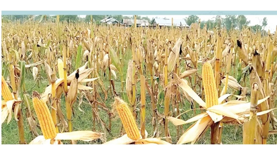 Bumper maize output likely in Jamalpur, farmers eyeing good profict