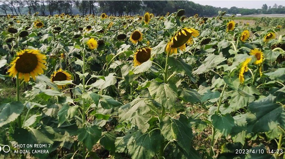 Sunflower yield high in Bagerhat, farmers eye good profit