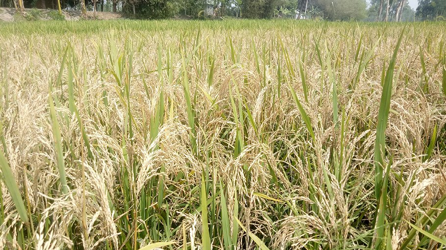 Neck blast disease spreading in paddy fields of Kurigram’s Ulipur