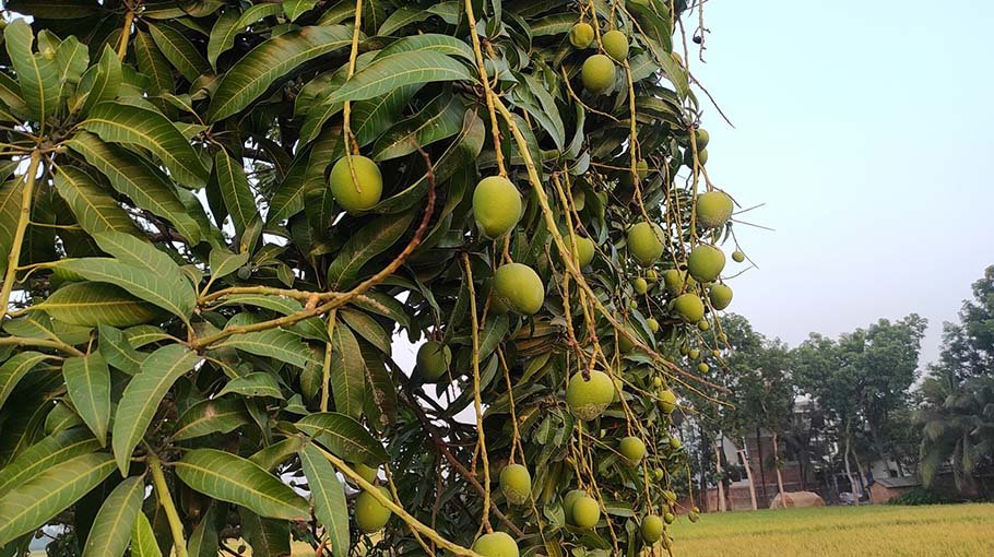 Bumper mango output likely in Satkhira, farmers eyeing profit