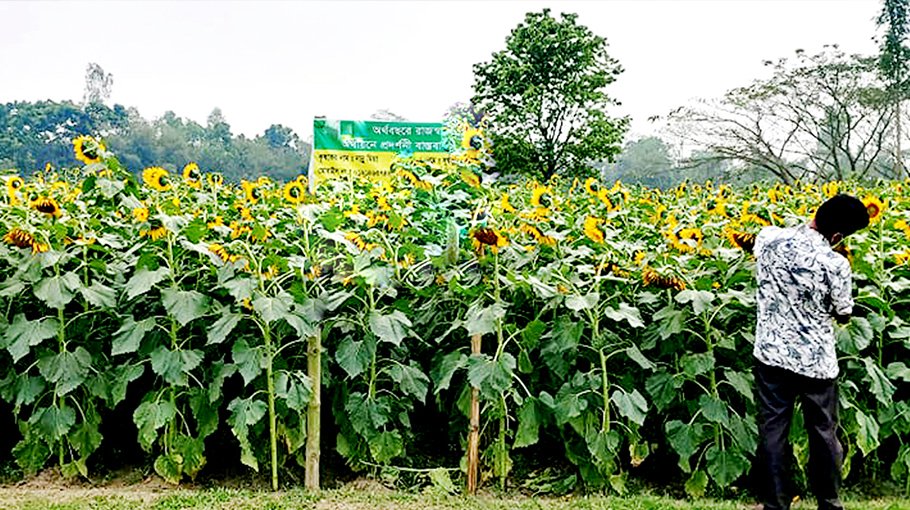 Bumper sunflower harvest  likely in B’baria