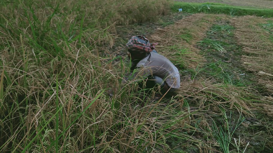 Boro growers eye profit as  harvest starts in Jhenaidah