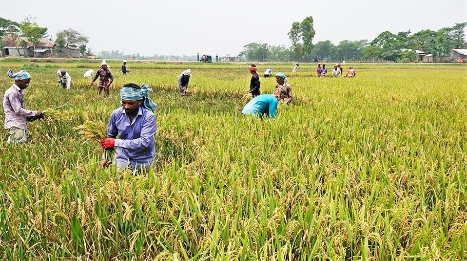Boro harvesting in haor likely to set new record