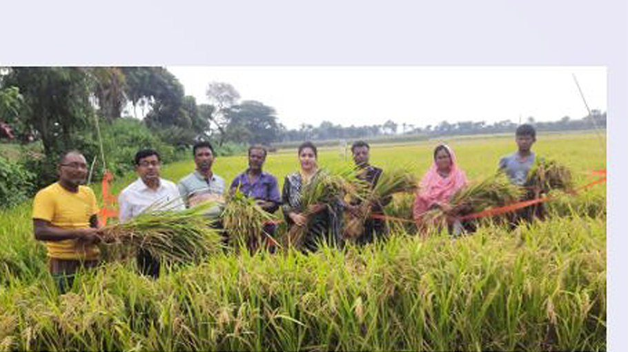 Bangabandhu Dhan-100 harvest starts in  Chuadanga