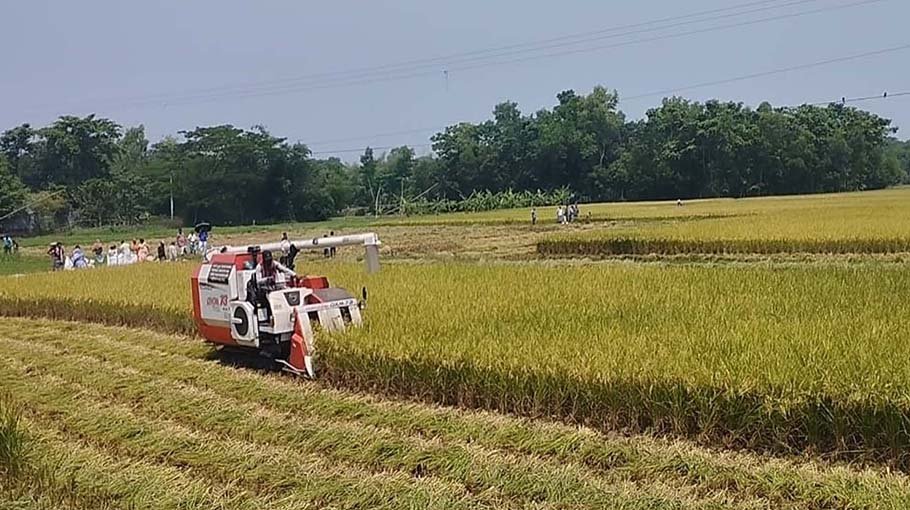 Bumper Boro output in Brahmanbaria, farmers delighted 