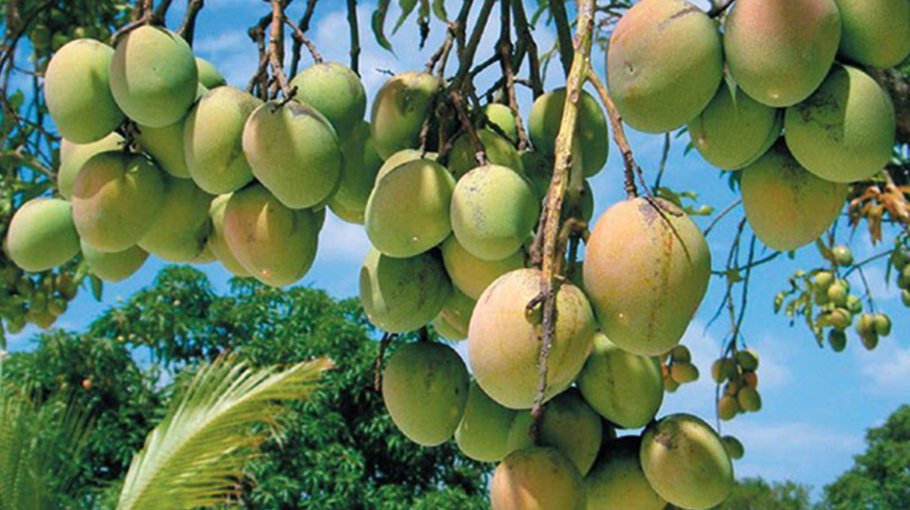 Mango trade prospects too bright